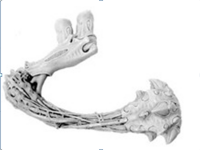 Tyranids CARNIFEX WRECKING BALL LEFT ARM