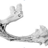 Tyranids CARNIFEX WRECKING BALL LEFT ARM